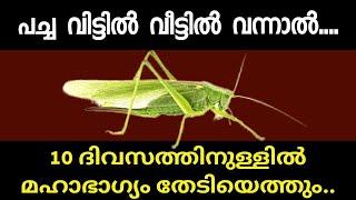 പച്ചക്കുതിര വീട്ടിൽ വന്നാൽ ഉടനേ ഇങ്ങനെ ചെയ്യൂ, 10 ദിവസത്തിൽ മഹാഭാഗ്യം നിങ്ങളെ തേടി എത്തും ഉറപ്പ്...