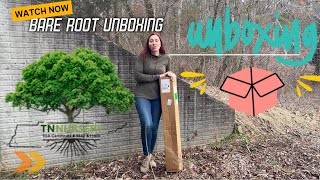 Unboxing Bare Root Trees from TN Nursery | Black Raspberry, Fig, Mulberry, Paw Paw \u0026 Persimmon