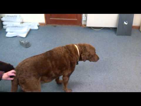 DUKE . Dog licks air when scratched DUKE . Dog licks air when scratched