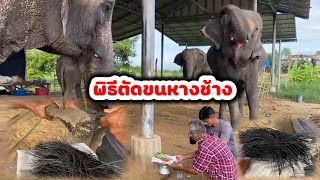 พิธีตัดขนหางช้างของ​ 3 แม่🐘มาดูกันว่าวิธัตัดยากง่ายแค่ไหน⁉️☎️0986484825