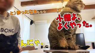 パソコンの邪魔をする際の連携プレイが憎たらしいほど完璧するぎる猫！