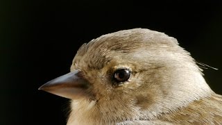 Chaffinch male and female