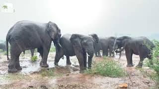 Excited Elephants Soaking Up The Rain 🐘🌧