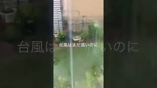 愛知県も雨が酷くなって来ました。台風１４号これからです。皆さんも気をつけて下さいね。