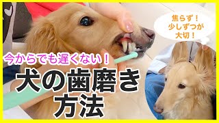 【知ってるだけでも損はない】犬の歯磨きのやり方、４ステップ！