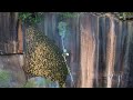 Primitive Technology Amazing Find Giant HoneyBee For Food In The Mountain Forest