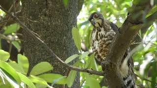 20220712 億載金城鳳頭蒼鷹 – 盯麻雀的母鳳頭