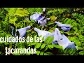 Como Sembrar Árboles de Jacaranda y sus cuidados básicos 2019