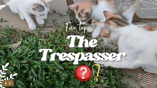 The Trespasser | ദി ട്രെസ്പാസ്സർ | A Funny Cat Story | Fun Tapes | Rainbow Dreams