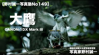 【野村誠一写真塾No149】大鷹の交尾を800mm4K動画で撮った。そして大鷹の飛翔、これは自分でも撮れた事にめちゃ嬉しい。都会のオアシス、新宿御苑で撮れたのも更に嬉しい。