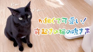 か細くて可愛い！寝起きの猫の甘えた鳴き声