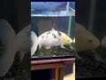 販売錦鯉銀鱗べっこう aquarium