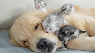 4 Kittens Climb All Over Golden Retriever | Every Second Heals Your Heart