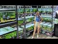 106 Aquariums FULL of Nano Fish and Plants - Store Tour