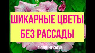 Цветы для прямого посева в открытый грунт!