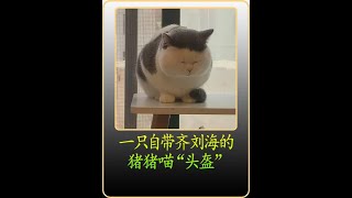 一只拥有齐刘海的猪猪喵“头盔” #猫 #萌宠 #猫咪日常