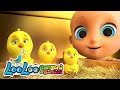 I pulcini fanno Pio Pio Pio 🐥 Cantiamo e Insegniamo | Canzoni per bambini LooLoo