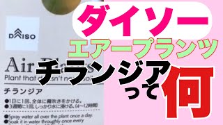 100均ダイソーのエアープランツ『チランジア』の名前がわかりました。