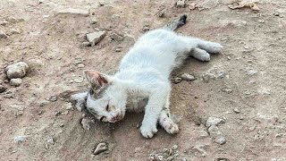 I rescued a poor kitten dying on the street, he was screaming in despair, a miracle happened