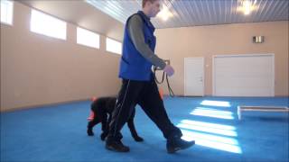 Gracie (Poodle) Boot Camp Dog Training