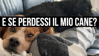 PET DETECTIVE: come può una batteria al LITIO salvare la vita di cani e gatti? #nonsolocamper