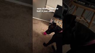 I Got A Puppy That Can Talk #puppy #funny #laugh #funnyanimal #funnydog