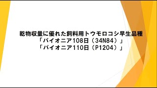 乾物収量に優れた飼料用トウモロコシ早生品種