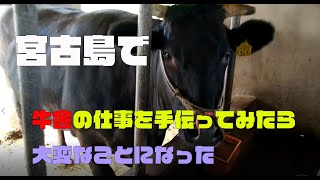 【離島で畜産】宮古島で牛舎の仕事を手伝ってみたら大変なことになった