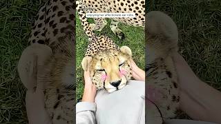 Why this cheetah couldn’t stop hugging her zookeeper