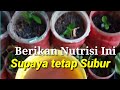 Berikan Nutrisi Ini Untuk Semaian Jeruk Purut Supaya Tumbuh Subur