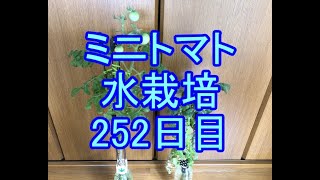 🍅ミニトマト水栽培🍅037🍅252日目（36週間≒8ヶ月）🍅