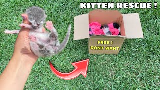 RESCUED! NEWBORN KITTEN LEFT IN BOX