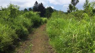 ヤマキチョウ / Gonepteryx maxima　山梨県本栖　2016/08/13 butterfly of Japan