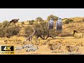 4K African Wildlife: Lake Manyara National Park - Scenic Wildlife Film With Real Sounds