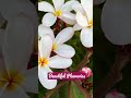 Beautiful Plumerias in Full Bloom #gardeninspiration #plumeria #hawaii