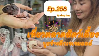 เที่ยวตลาดสัตว์เลี้ยง Ep.258 🐯🐿🐼|บูธข้างตึกเจเจมอลล์| #ตลาดจตุจักร #Chatuchakmarket #36ในมาแรง