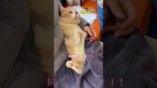 【#麻蛋和丑丑】竟然只有一个蛋蛋!#猫咪的迷惑行为