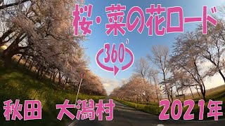 秋田  大潟村  桜・菜の花ロード  360度動画   2021年  旅  360-degree  Virtual excursion in the countryside of Japan