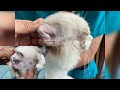 severely anemic cat recovered after blood transfusion. 【嚴重貧血的貓輸血後康復】