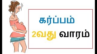 கர்ப்பம் வாரம் 2|Tamil  Week 2| 2 வார கர்ப்பம்|pregnancy week by week video in tamil