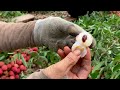 fruit harvesting and processing lychee harvest in luc ngan only vietnam has this fruit