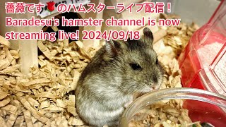 薔薇です🌹のハムスターライブ配信！Baradesu's hamster channel is now streaming live! #薔薇です🌹 #baradesu 2024/09/18