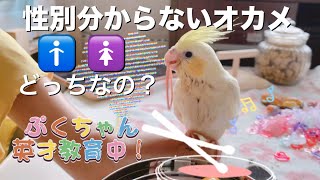 オカメインコの性別は歌で判断する？これ見て分かる人居ますか？