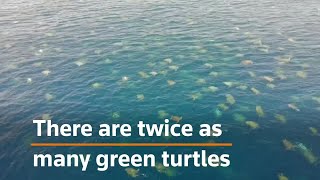 World's largest green turtle colony nearly twice as big as thought