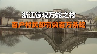 浙江惊现万蛇之村，百户村民却有数百万条蛇，村民靠抓蛇发家致富