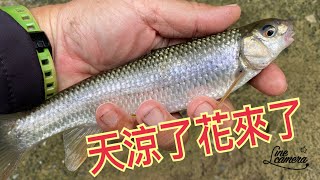 Creek fishing in Taiwan 天涼了青潭溪的花花也來報到出水來這裡就對了