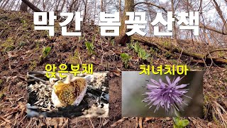 앉은부채 처녀치마 등 봄꽃산책