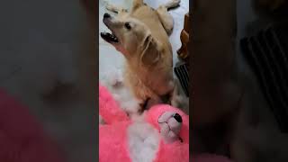 బర్రె మొహం కి ఎంత కోపం చూడండి!! #ytshorts @sandy kanna \u0026vlogs #dog