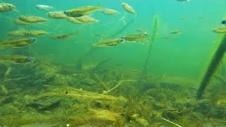 I Found All These Australian Native Fish Beside A Main Road!  (Blue Eyes, Gudgeons, Mullet)