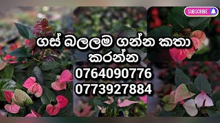 ඔන්න ඉතින් වාසියක් ගස් බලලම ගන්න කතා කරන්න අපිට 0764090776 ☎️☎️ 0773927884